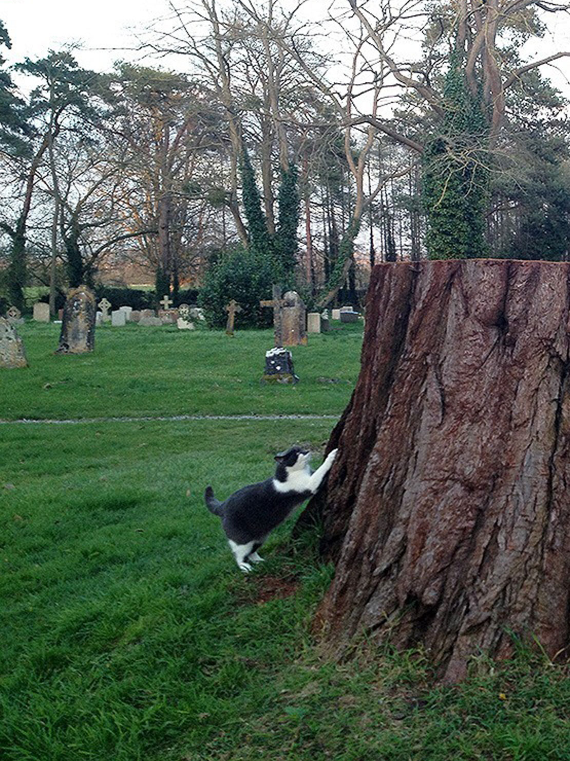 Carved wooden jubilee bench at Butleigh Church by Matthew Crabb